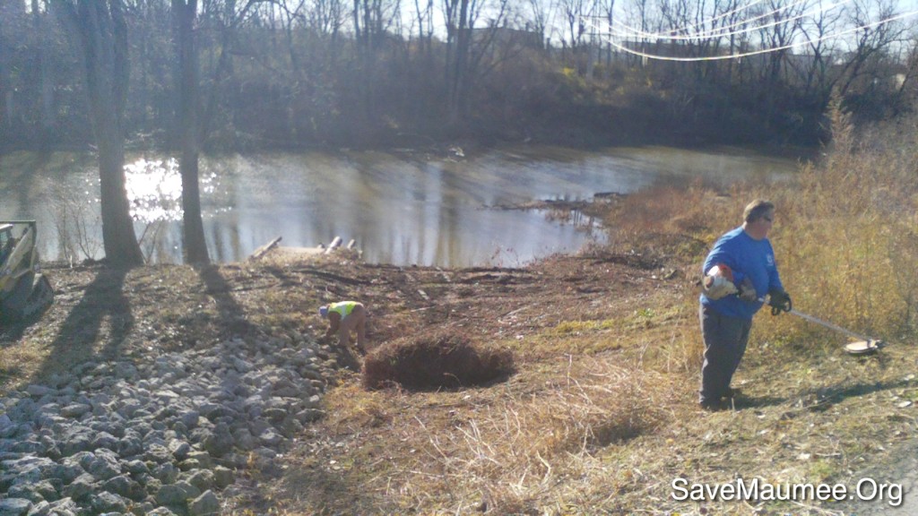 pulling out plants on the Maumee Riverbanks