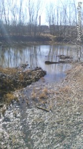 Maumee River algae contributes to Lake Erie problems