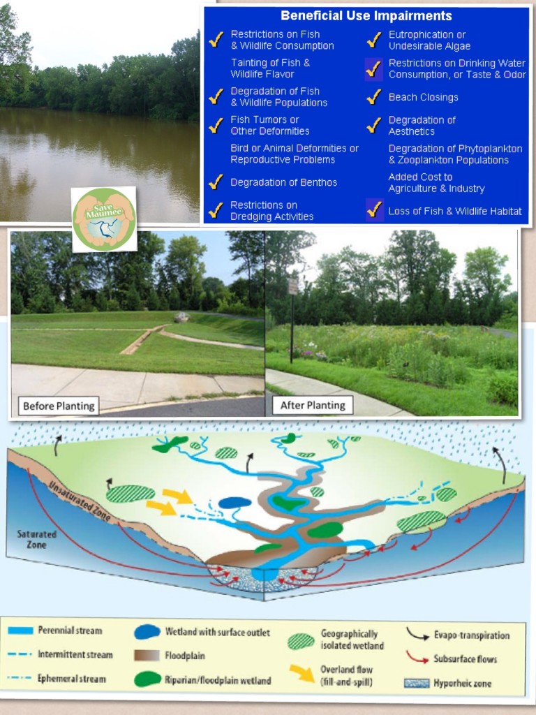 How vegetation helps water quality