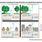 How is vegetation beneficial to water quality? 