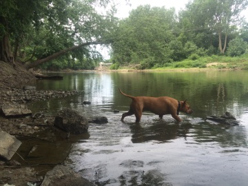 Big Handsome dog on the riverbank