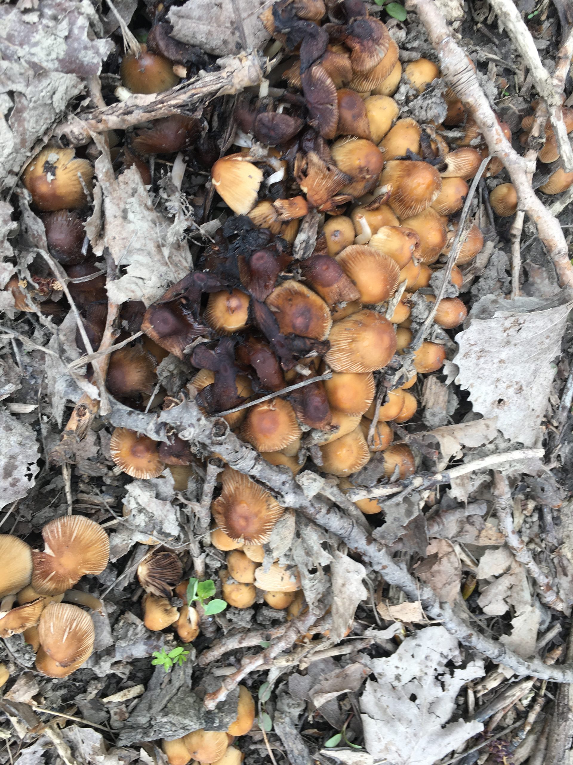 mushrooms-growing-where-a-cottonwood-once-stood-save-maumee